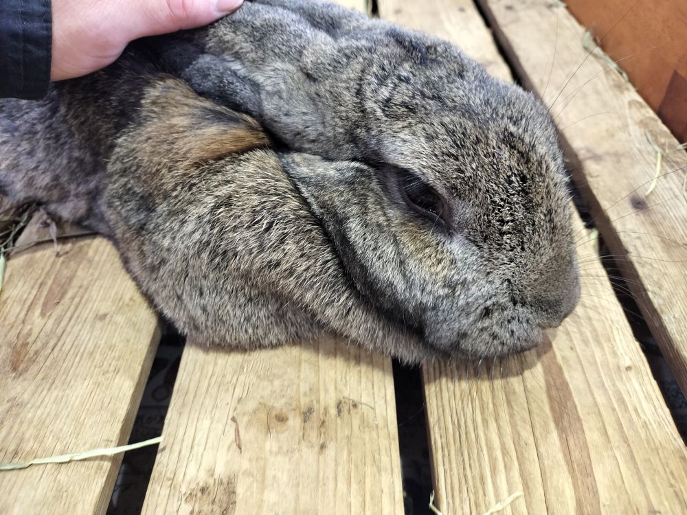 うさぎもふもふ