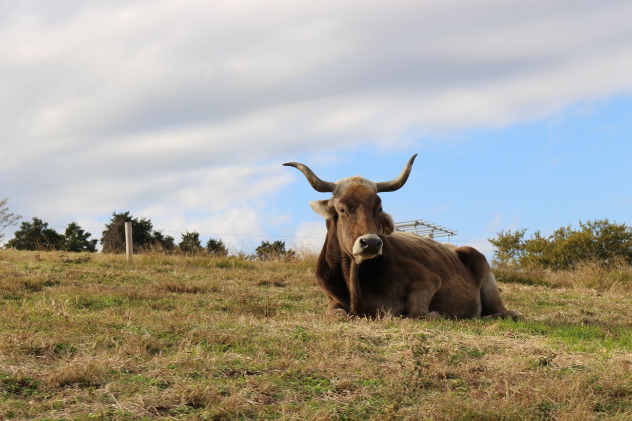 ブラウンスイス